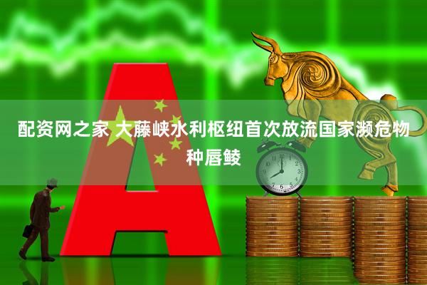 配资网之家 大藤峡水利枢纽首次放流国家濒危物种唇鲮